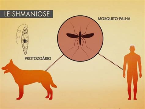 sintomas da leishmaniose - dogma central da biologia